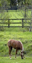 Azima grazing
