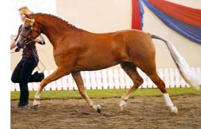 Genevieve at the Australian Championships - Click to enlarge