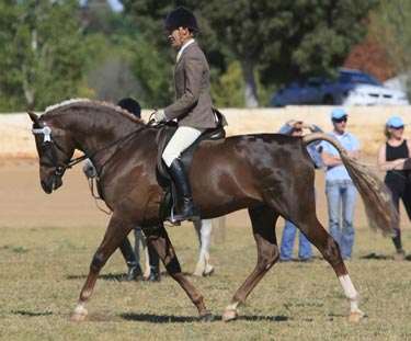 Antaarez at Goulburn Valley
