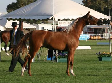 Aviva at the Summer Royal