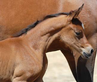 Kalidora at 2 days old.