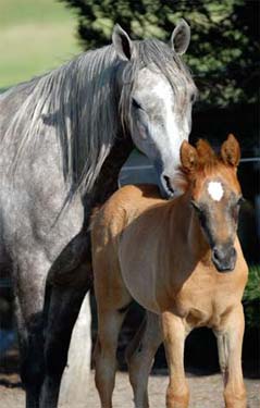 Mahdiaa with her foal Mahvella