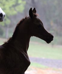 Vesuvio x Mahvella colt