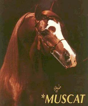 Muscat