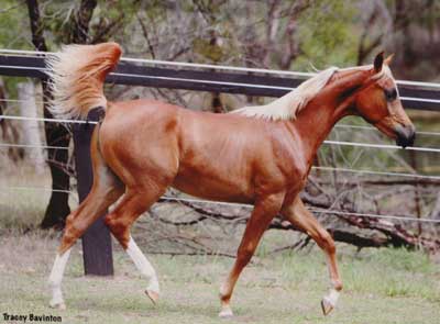 Shahzar