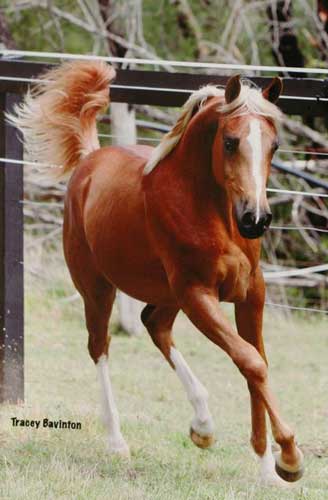Shahzar