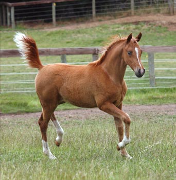 Zariya