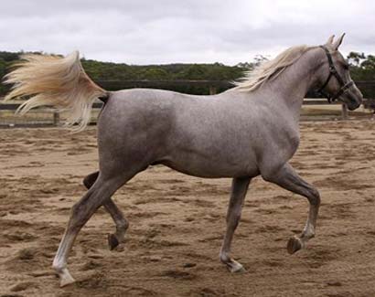 Zihayr at Diamond Showcase