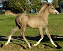 Mashaal - click to enter page