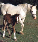 Miguela with filly Maazina
