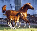 Salida with foal Sabriyya