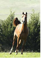 Valouria at Syrah, Bullengarook