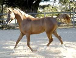 Valouria as a yearling - click to enlarge
