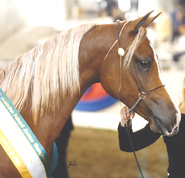 Valouria - click to see enlarged