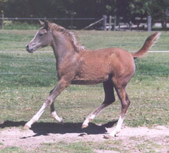 Maazina as a foal