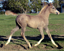 Mashaal - click to see enlarged