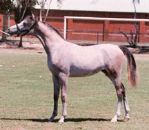 Sabriyya in 1999