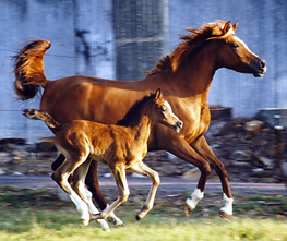Salida with Sabriyya - click to see enlarged