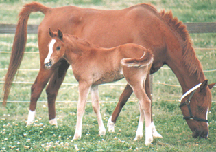 Salida with filly Valouria - click to enlarge