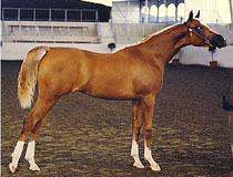 Shakeelah as a yearling - click to see enlarged