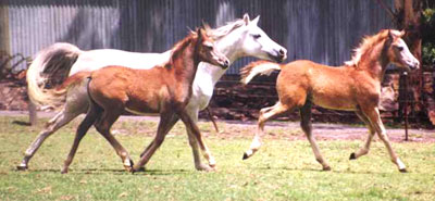 Misaka, Zahrah and Mazhar