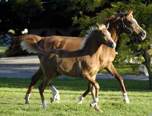 Salida with Valor